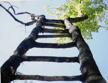 ladder_tree1.jpg
